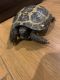 Russian Tortoise Reptiles for sale in Garden Grove, CA, USA. price: $150