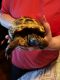 Russian Tortoise Reptiles for sale in 20 Lawton Ave, Lynn, MA 01902, USA. price: $15,001,000