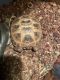 Russian Tortoise Reptiles for sale in 400 County Rd 3010, Lampasas, TX 76550, USA. price: $110