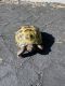 Russian Tortoise Reptiles for sale in San Diego, California. price: $25,000