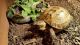 Russian Tortoise Reptiles for sale in Agua Dulce, CA 91390, USA. price: $200