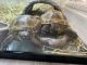 Russian Tortoise Reptiles for sale in Dana Point, CA, USA. price: $450