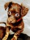 Russian Toy Terrier Puppies
