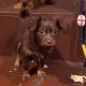 Russian toy Terrier puppies