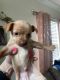 Russian Toy Terrier Puppies for sale in San Antonio, TX, USA. price: NA