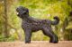 Russian Black Terrier Breed Information