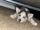 Sakhalin Husky Puppies for sale in 944 Pine Ridge Dr, Stone Mountain, GA 30087, USA. price: $500