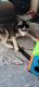 Sakhalin Husky Puppies for sale in HUNTINGTN STA, NY 11746, USA. price: NA