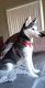 Sakhalin Husky Puppies for sale in Hazelwood, MO 63042, USA. price: NA