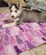 Sakhalin Husky Puppies for sale in 760 Laxford Rd, San Jacinto, CA 92583, USA. price: NA