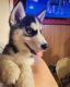 Sakhalin Husky Puppies for sale in 503 37th Ave, Santa Cruz, CA 95062, USA. price: $350