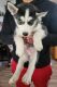 Sakhalin Husky Puppies for sale in Houston, TX, USA. price: $700