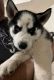 Sakhalin Husky Puppies for sale in Flowery Branch, GA, USA. price: $1,000