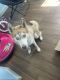 Sakhalin Husky Puppies for sale in Kissimmee, FL 34759, USA. price: $300