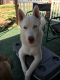 Sakhalin Husky Puppies for sale in Port Orchard, WA, USA. price: NA