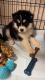 Sakhalin Husky Puppies for sale in Cypress, Texas. price: $400