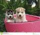 Sakhalin Husky Puppies for sale in West Valley City, UT, USA. price: NA