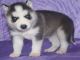 Sakhalin Husky Puppies for sale in Inglewood, CA, USA. price: NA