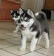 Sakhalin Husky Puppies for sale in McAllen, TX, USA. price: NA