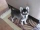 Sakhalin Husky Puppies for sale in Riverside, CA, USA. price: NA