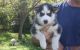 Sakhalin Husky Puppies for sale in Coral Springs, FL, USA. price: NA