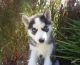 Sakhalin Husky Puppies for sale in Anaheim, CA, USA. price: NA