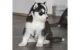 Sakhalin Husky Puppies for sale in San Diego, CA, USA. price: NA