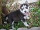 Sakhalin Husky Puppies for sale in Los Angeles, CA, USA. price: NA