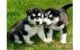 Sakhalin Husky Puppies for sale in Huntington Beach, CA, USA. price: NA