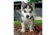 Sakhalin Husky Puppies for sale in Richmond, CA, USA. price: NA