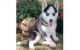 Sakhalin Husky Puppies for sale in Bay Minette, AL 36507, USA. price: NA