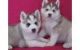 Sakhalin Husky Puppies for sale in Clay, AL, USA. price: NA