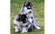 Sakhalin Husky Puppies for sale in Daphne, AL, USA. price: NA
