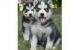 Sakhalin Husky Puppies for sale in Dauphin Island, AL, USA. price: NA