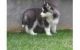 Sakhalin Husky Puppies for sale in Dutton, AL 35744, USA. price: NA