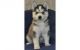 Sakhalin Husky Puppies for sale in Forkland, AL 36740, USA. price: NA