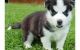Sakhalin Husky Puppies for sale in Fyffe, AL 35971, USA. price: NA