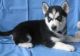 Sakhalin Husky Puppies for sale in Magnolia, AL 36754, USA. price: NA