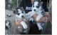 Sakhalin Husky Puppies for sale in Nauvoo, AL 35578, USA. price: NA