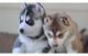 Sakhalin Husky Puppies for sale in Boulder, CO, USA. price: NA