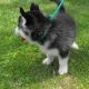Sakhalin Husky Puppies for sale in Colorado Springs, CO, USA. price: NA