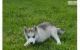 Sakhalin Husky Puppies for sale in Denver, CO, USA. price: NA