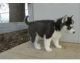 Sakhalin Husky Puppies for sale in Gainesville, FL, USA. price: NA