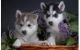 Sakhalin Husky Puppies for sale in Tampa, FL, USA. price: NA