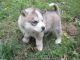 Sakhalin Husky Puppies for sale in Savannah, GA, USA. price: NA