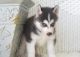 Sakhalin Husky Puppies for sale in Colorado Springs, CO, USA. price: NA