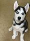 Sakhalin Husky Puppies for sale in Oklahoma City, OK, USA. price: NA