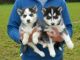 Sakhalin Husky Puppies for sale in Antioch, CA, USA. price: NA