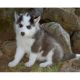 Sakhalin Husky Puppies for sale in Abilene, TX, USA. price: NA