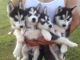 Sakhalin Husky Puppies for sale in Birmingham, AL, USA. price: NA